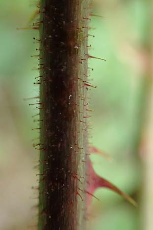 Rubus radula \ Raspel-Brombeere, D Rheinstetten-Silberstreifen 14.8.2019