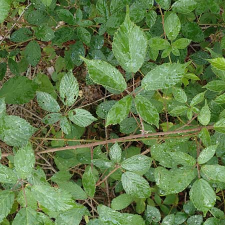 Rubus radula \ Raspel-Brombeere, D Rheinstetten-Silberstreifen 14.8.2019
