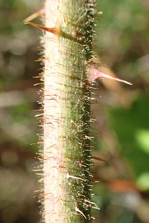 Rubus radula \ Raspel-Brombeere / File-Stemmed Bramble, D Karlsruhe 14.8.2019