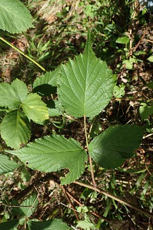 Rubus radula \ Raspel-Brombeere, D Karlsruhe 14.8.2019