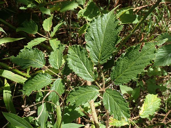 Rubus radula \ Raspel-Brombeere, D Karlsruhe 14.8.2019