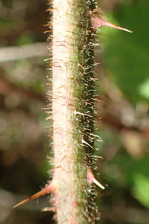 Rubus radula \ Raspel-Brombeere / File-Stemmed Bramble, D Karlsruhe 14.8.2019