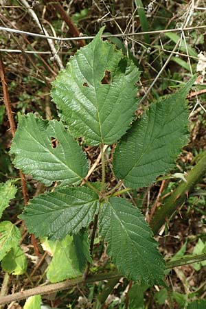 Rubus radula \ Raspel-Brombeere / File-Stemmed Bramble, D Karlsruhe 14.8.2019