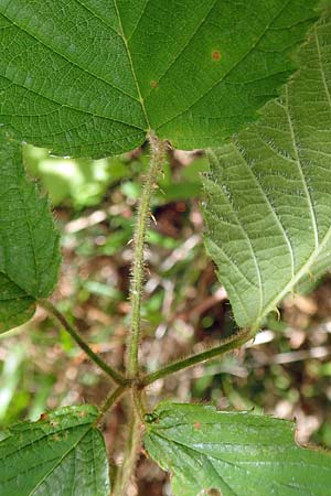 Rubus radula \ Raspel-Brombeere, D Karlsruhe 14.8.2019