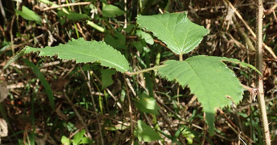 Rubus radula \ Raspel-Brombeere / File-Stemmed Bramble, D Karlsruhe 14.8.2019