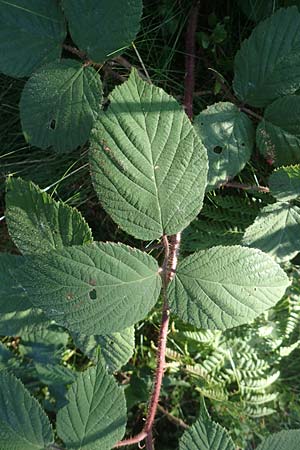 Rubus hirtus agg. ? \ Dunkeldrüsige Brombeere / Rough Bramble, D Schwarzwald/Black-Forest, Hornisgrinde 4.9.2019