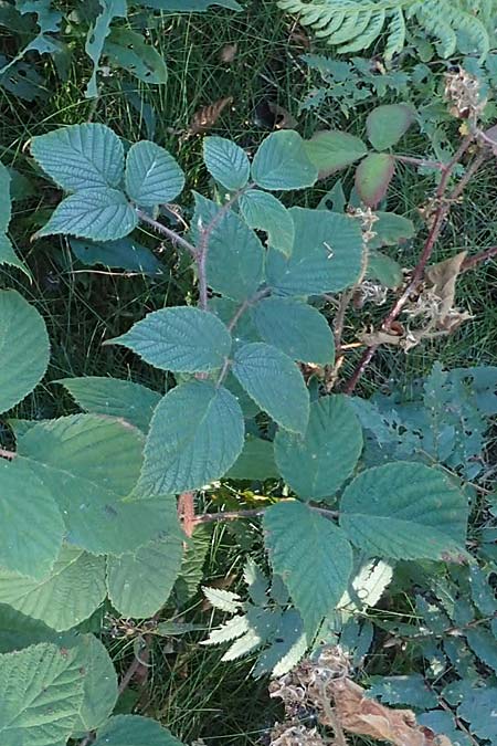 Rubus hirtus agg. ? \ Dunkeldrsige Brombeere / Rough Bramble, D Schwarzwald/Black-Forest, Hornisgrinde 4.9.2019