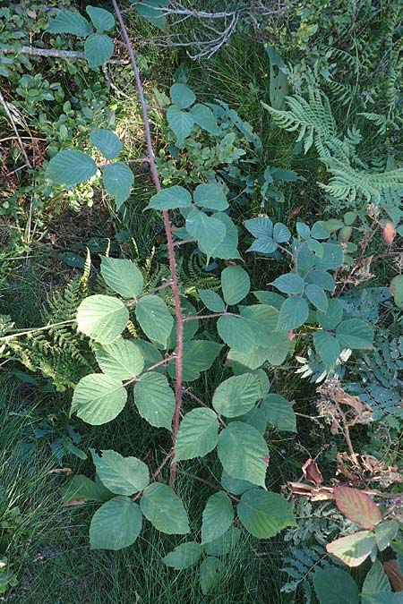 Rubus hirtus agg. ? \ Dunkeldrüsige Brombeere / Rough Bramble, D Schwarzwald/Black-Forest, Hornisgrinde 4.9.2019