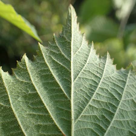 Rubus mougeotii \ Mougeots Haselblatt-Brombeere / Mougeot's Bramble, D Vaihingen-Ensingen 11.9.2019