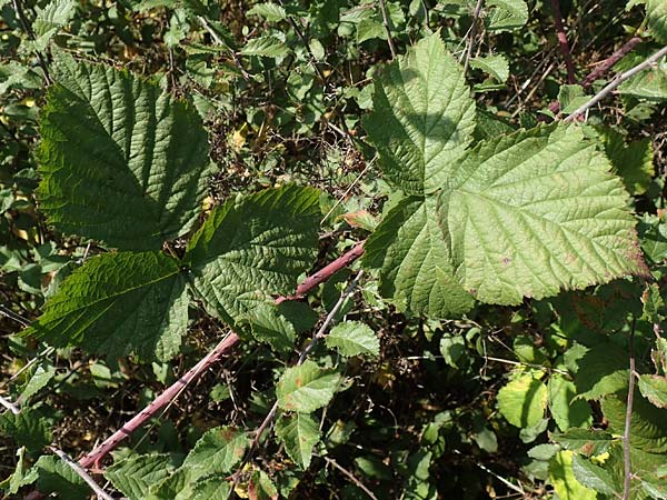 Rubus mougeotii \ Mougeots Haselblatt-Brombeere, D Vaihingen-Ensingen 11.9.2019