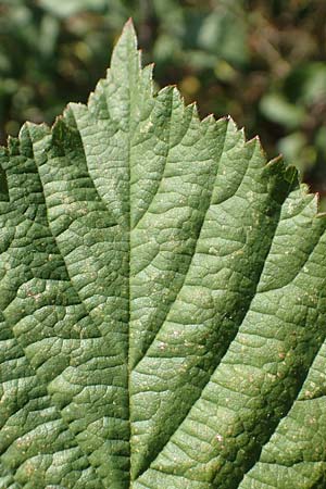 Rubus mougeotii \ Mougeots Haselblatt-Brombeere / Mougeot's Bramble, D Vaihingen-Ensingen 11.9.2019