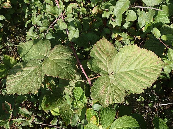 Rubus mougeotii \ Mougeots Haselblatt-Brombeere, D Vaihingen-Ensingen 11.9.2019