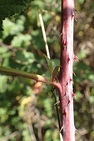 Rubus mougeotii \ Mougeots Haselblatt-Brombeere / Mougeot's Bramble, D Vaihingen-Ensingen 11.9.2019