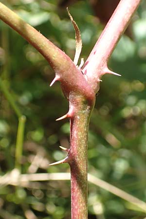 Rubus mougeotii \ Mougeots Haselblatt-Brombeere, D Vaihingen-Ensingen 11.9.2019