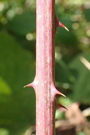 Rubus mougeotii \ Mougeots Haselblatt-Brombeere / Mougeot's Bramble, D Vaihingen-Ensingen 11.9.2019