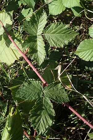 Rubus mougeotii \ Mougeots Haselblatt-Brombeere, D Vaihingen-Ensingen 11.9.2019