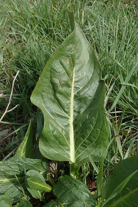 Rumex patientia / Garden Dock, D Rheinhessen, Frei-Laubersheim 13.4.2021