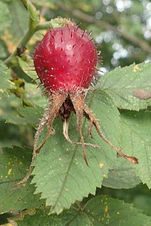 Rosa villosa \ Apfel-Rose, D Botan. Gar.  Universit.  Tübingen 3.9.2016