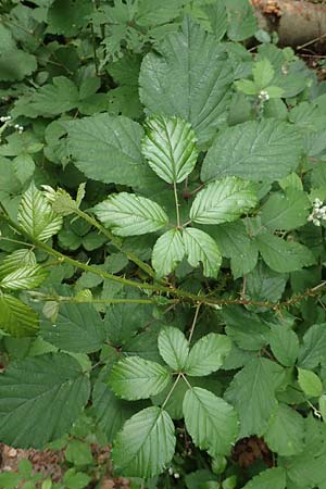 Rubus vulgaris \ Gewhnliche Brombeere / Common Bramble, D Eppstein 22.6.2019