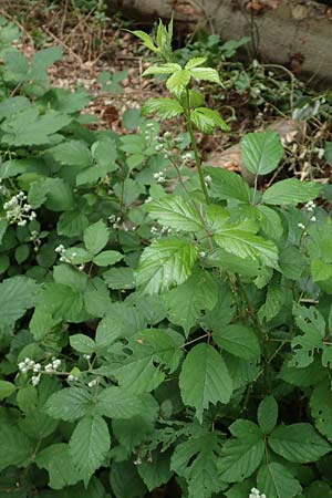 Rubus vulgaris \ Gewöhnliche Brombeere, D Eppstein 22.6.2019
