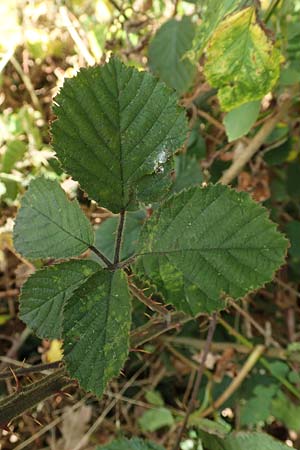 Rubus vestitus \ Samt-Brombeere, D Krickenbecker Seen 27.7.2020