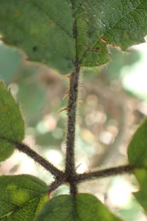 Rubus vestitus \ Samt-Brombeere, D Krickenbecker Seen 27.7.2020