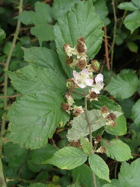 Rubus vigorosus \ Üppige Brombeere, D Krickenbecker Seen 27.7.2020