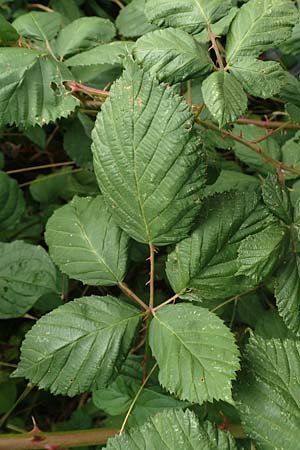 Rubus winteri \ Winters Brombeere, D Bretten 11.9.2019