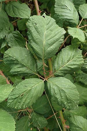 Rubus winteri \ Winters Brombeere, D Bretten 11.9.2019