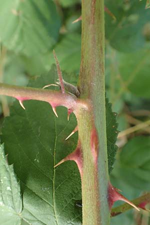 Rubus winteri \ Winters Brombeere, D Bretten 11.9.2019