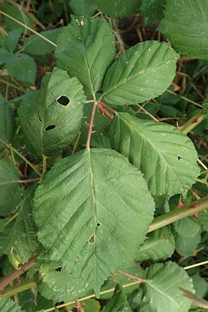 Rubus winteri \ Winters Brombeere, D Bretten 11.9.2019