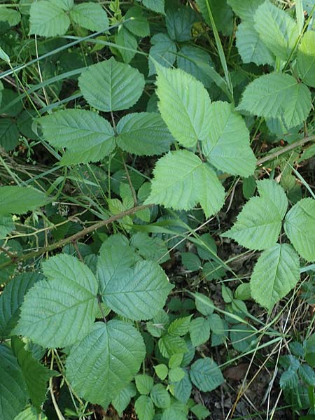 Rubus nord-weschnitztal \ Nord-Weschnitztler Haselblatt-Brombeere / Northern Weschnitz-Valley Bramble, D Odenwald, Mitlechtern 26.6.2020