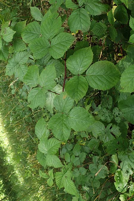 Rubus nord-weschnitztal \ Nord-Weschnitztäler Haselblatt-Brombeere, D Odenwald, Mitlechtern 14.7.2020