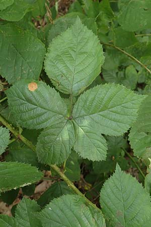 Rubus nord-weschnitztal \ Nord-Weschnitztäler Haselblatt-Brombeere, D Odenwald, Mitlechtern 14.7.2020
