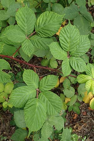 Rubus winteri \ Winters Brombeere, D Herne 28.7.2020