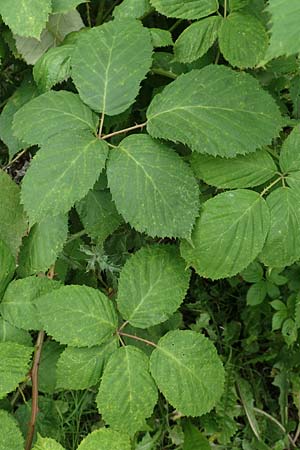 Rubus winteri \ Winters Brombeere, D Herne 28.7.2020