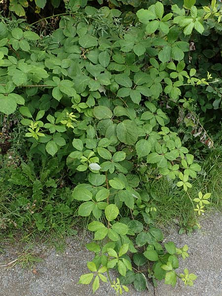 Rubus winteri \ Winters Brombeere, D Herne 28.7.2020