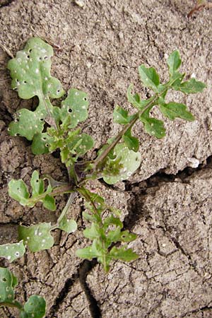 Rorippa x anceps \ Niederliegende Sumpfkresse / Hybrid Yellow-Cress, D Dieburg 22.5.2015