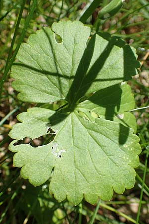 Ranunculus auricomus specN ? / Goldilocks, D Werbachhausen 20.5.2017