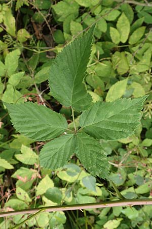 Rubus vigorosus \ ppige Brombeere / Strong Bramble, D Hofgeismar 28.7.2019