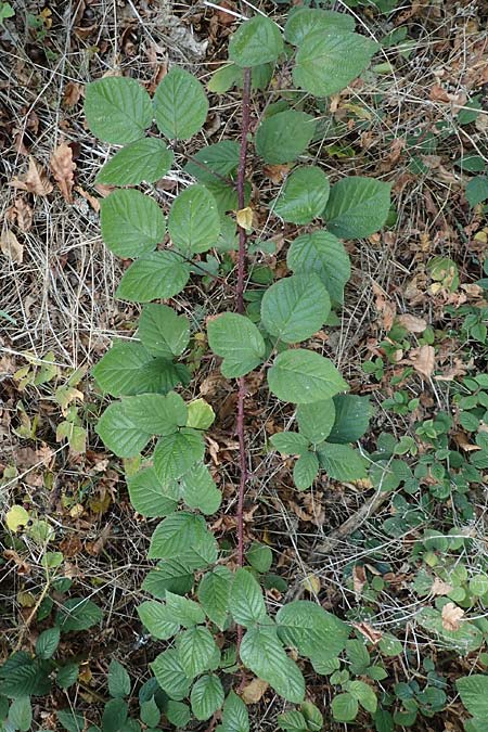 Rubus subcordatus \ Herzhnliche Brombeere / Heart-Leaved Bramble, D Eppingen-Elsenz 11.9.2019