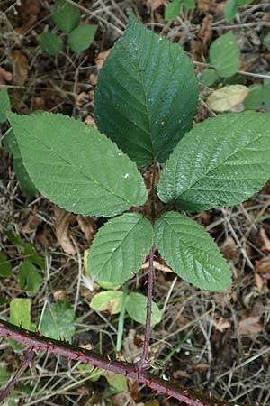 Rubus subcordatus \ Herzhnliche Brombeere / Heart-Leaved Bramble, D Eppingen-Elsenz 11.9.2019