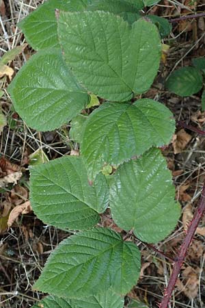 Rubus subcordatus \ Herzhnliche Brombeere / Heart-Leaved Bramble, D Eppingen-Elsenz 11.9.2019