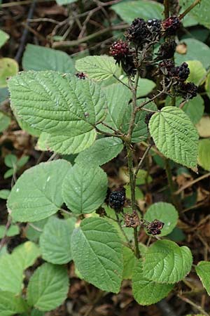 Rubus subcordatus \ Herzähnliche Brombeere / Heart-Leaved Bramble, D Eppingen-Elsenz 11.9.2019
