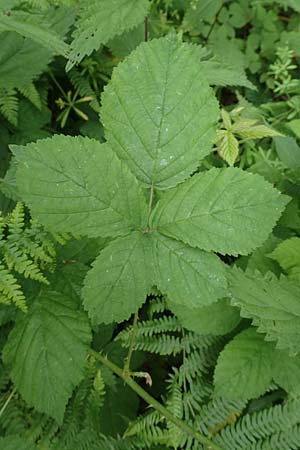 Rubus camptostachys \ Bewimperte Haselblatt-Brombeere / Hairy Bramble, D Herne 10.6.2020