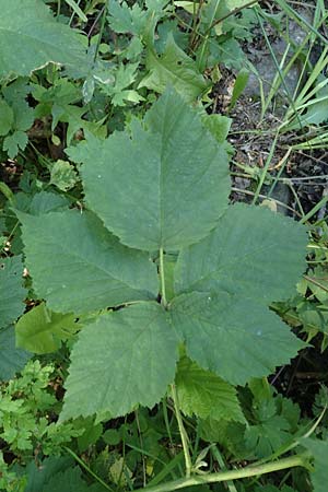 Rubus specA ? \ Haselblatt-Brombeere / Bramble, D Lohr-Ruppertshütten 21.6.2020