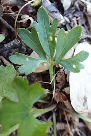 Ranunculus arundo \ Angelruten-Gold-Hahnenfu, D Nettersheim-Holzmülheim 23.4.2017