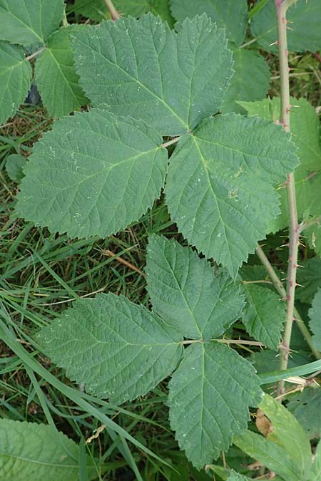 Rubus zollvereinensis \ Zollverein-Haselblatt-Brombeere, D Essen 27.7.2019