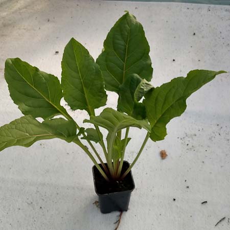 Silphium perfoliatum \ Durchwachsene Silphie, Verwachsenblättrige Becherpflanze / Cup Plant, D Emsdetten 12.8.2018 (Photo: Josef Berkemeyer)