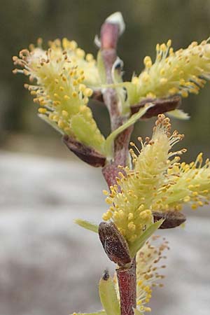 Salix elaeagnos ? \ Lavendel-Weide / Olive Willow, D Mittenwald 2.5.2019